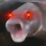 Reiviloc