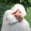ArcticBaboin